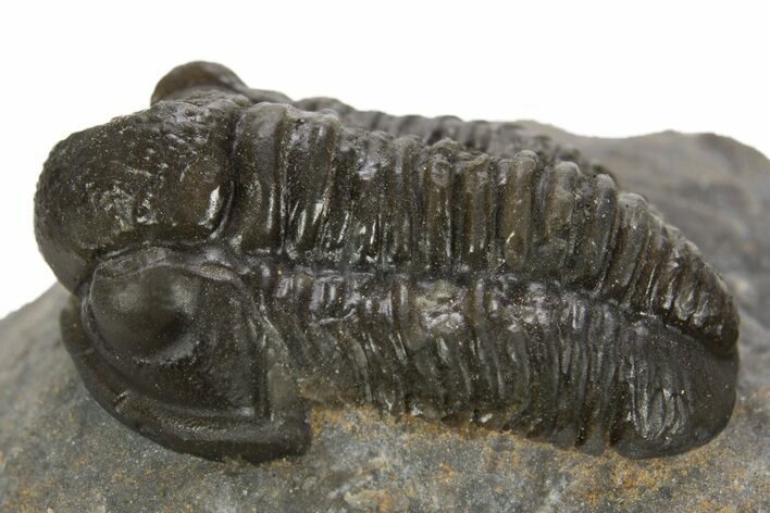 Detailed Proetid (Gerastos) Trilobite Fossil - Morocco #323185